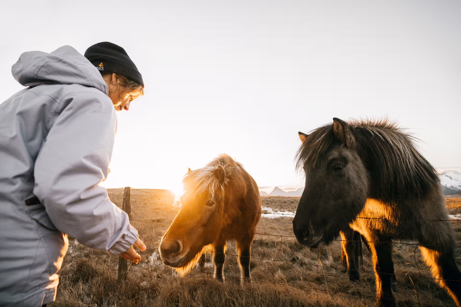Visitor feeding Icelandic horses at golden hour near snowy mountains on Golden Circle tour