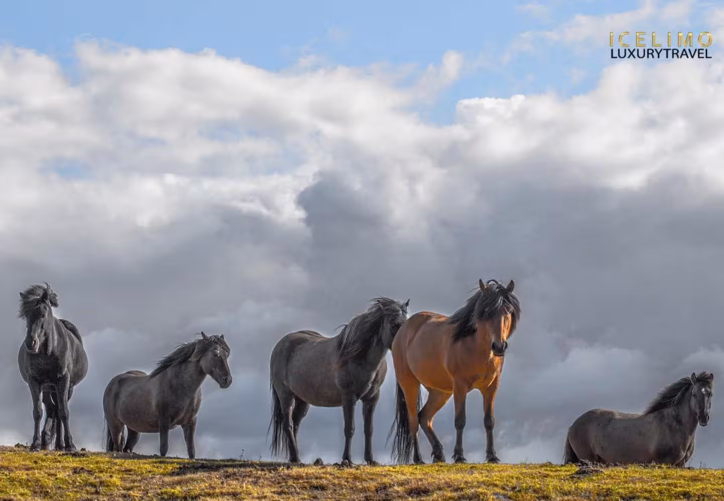 Icelandic horses grazing on a hilltop under dramatic clouds on a luxury Golden Circle private tour Iceland