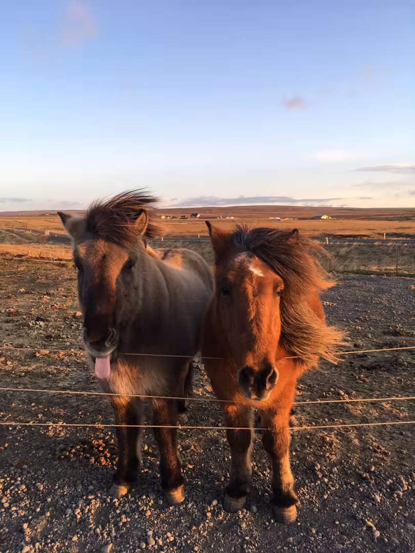 Two playful Icelandic horses with windswept manes at golden hour on the Golden Circle private day tour from Reykjavik