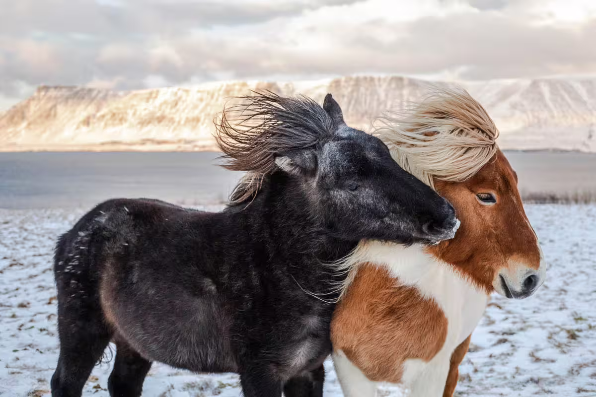 Two Icelandic horses nuzzling in a snowy winter landscape with mountain backdrop in Iceland