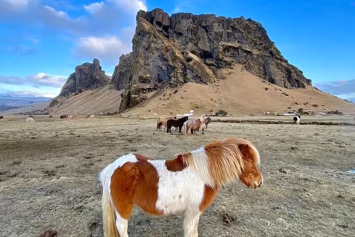 Icelandic pony with brown and white markings grazing on golden circle plains with dramatic rocky mountain backdrop