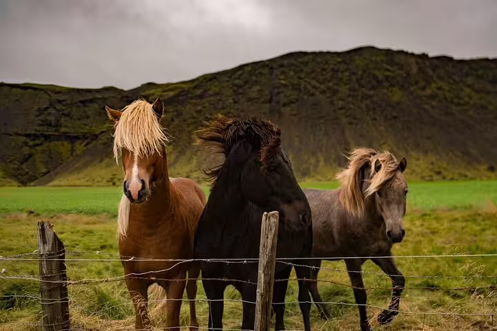 Three Icelandic horses with flowing manes standing by a wire fence with green hills behind