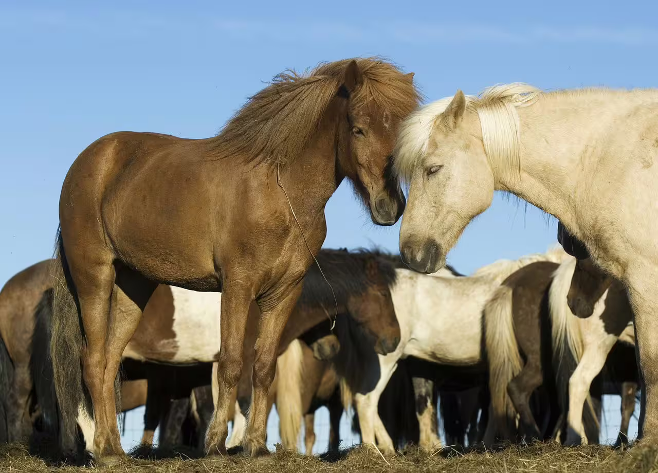 Two Icelandic horses nuzzling heads together in a herd under a clear blue sky