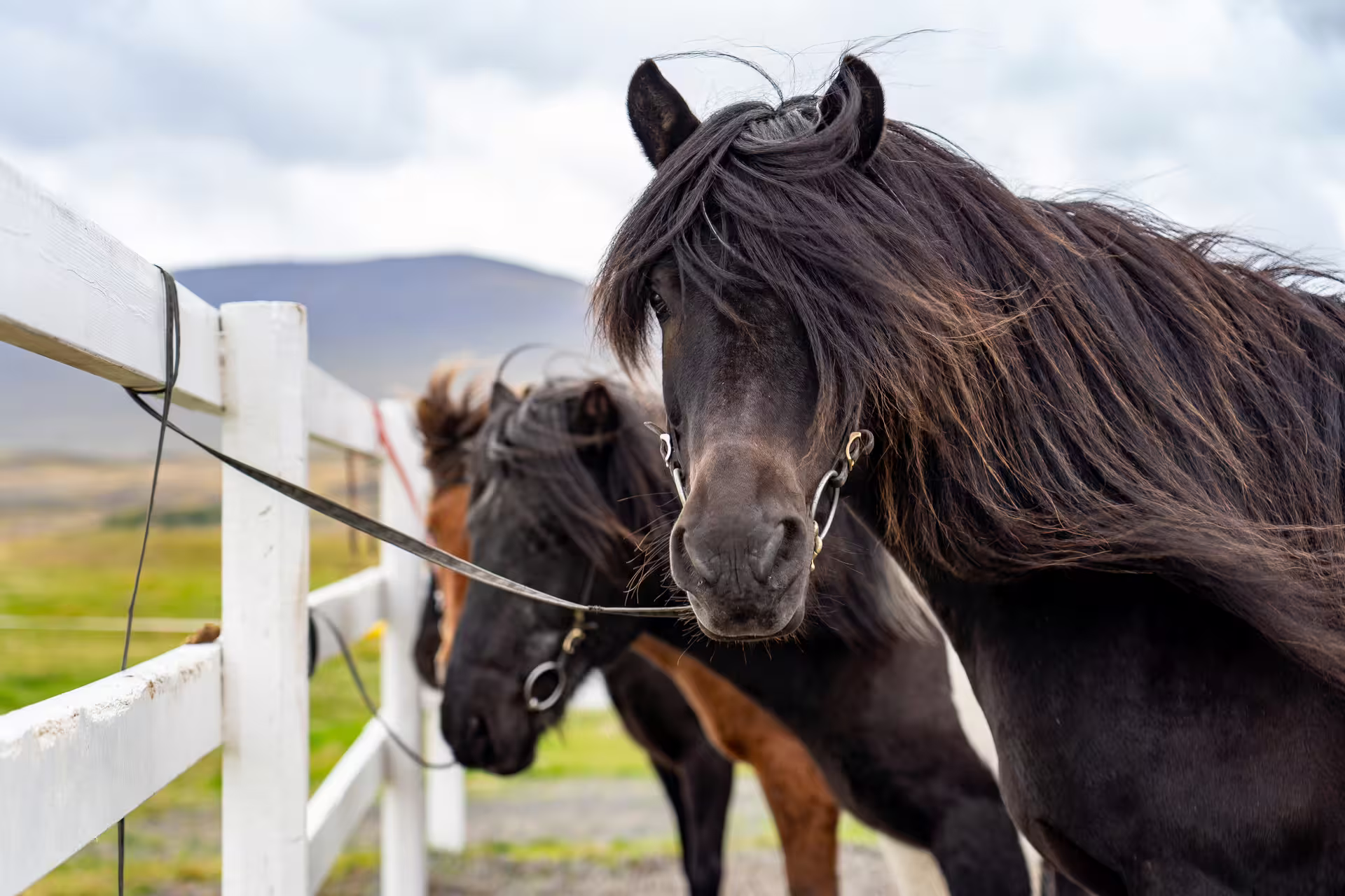 Two dark Icelandic horses with flowing manes tied to a white fence in North Iceland