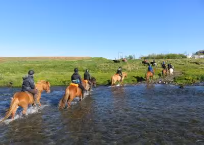 Group of riders on Icelandic horses crossing a shallow river during a guided lava field farm tour