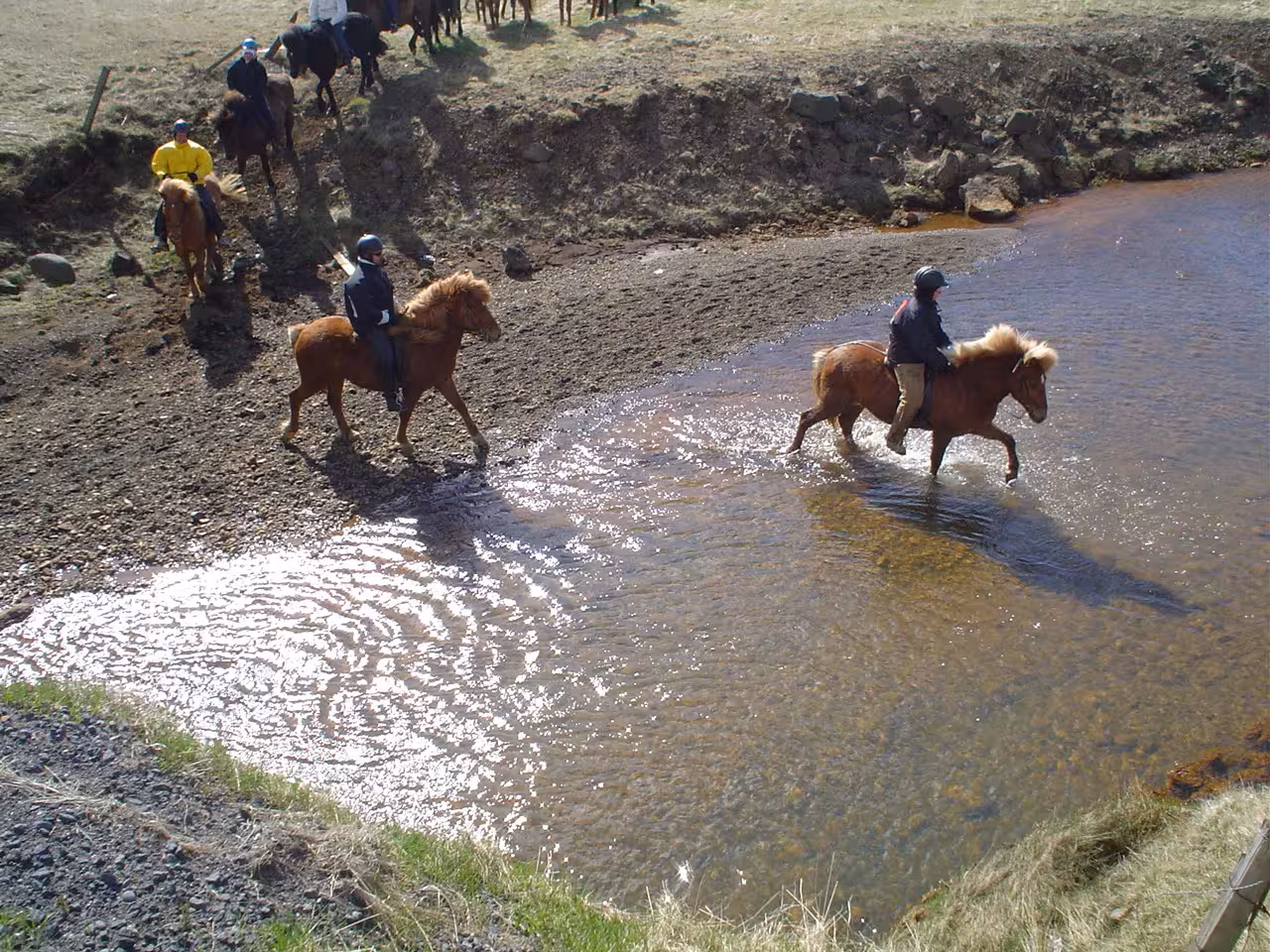 Riders on Icelandic horses crossing a shallow river during a horseback riding day trip near Reykjavik