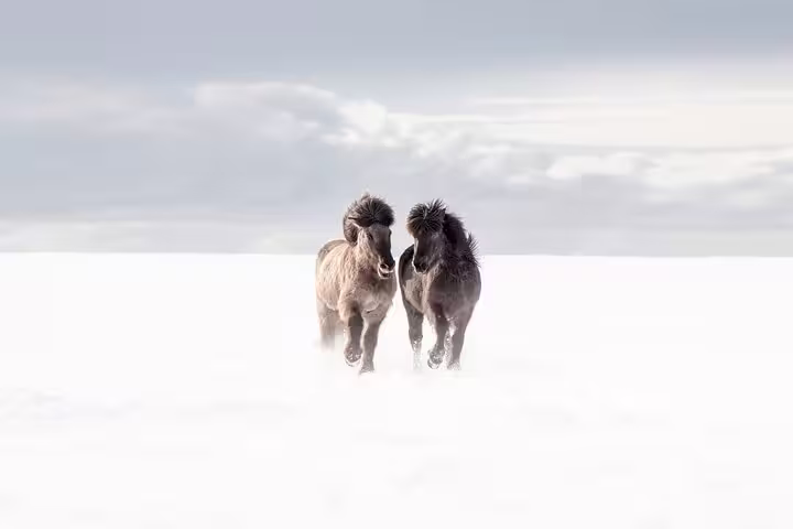 Two Icelandic horses running together through a snowy winter landscape on the Snaefellsnes Peninsula