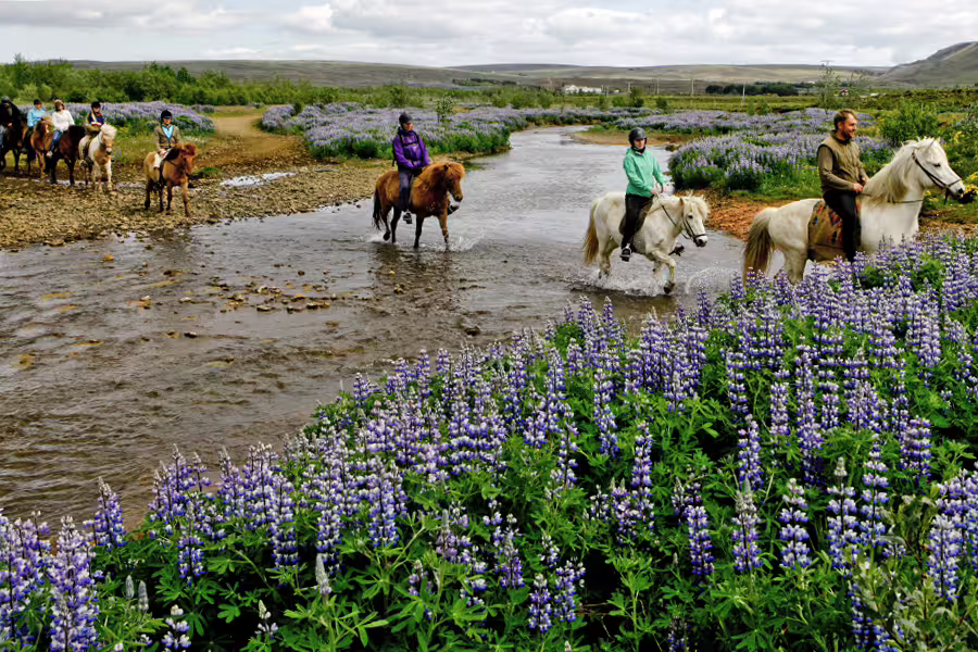 Riders on Icelandic horses cross a scenic flower-lined stream, showcasing the Silfra snorkeling and horseback riding adventure.