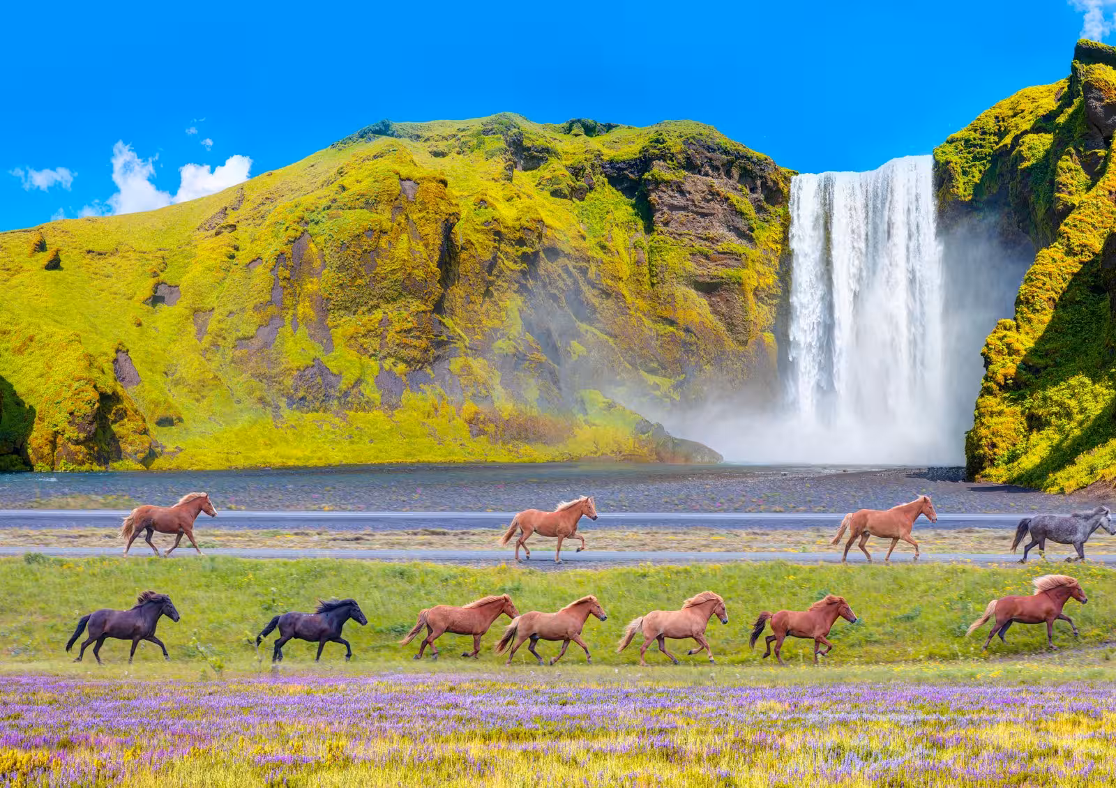 Icelandic horses running near Skogafoss waterfall, showcasing stunning landscapes on a West and South Iceland tour.
