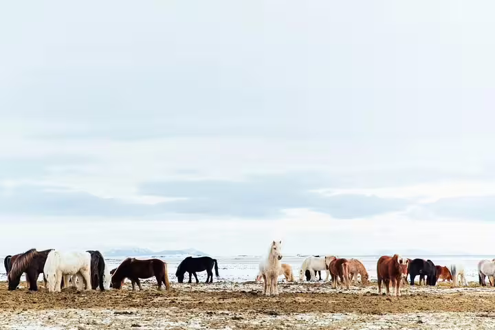 Herd of Icelandic horses grazing on a snowy coastal plain under a cloudy sky
