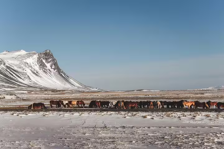 Herd of Icelandic horses grazing on snowy plains with snow-capped Snæfellsnes mountain in background