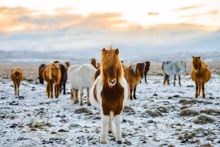 Herd of Icelandic horses standing on snow-covered lava fields at sunset in Snaefellsnes