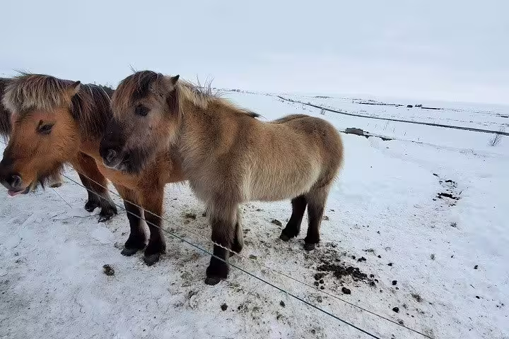 Fluffy Icelandic horses standing in snow during private Golden Circle and glacier snowmobiling tour
