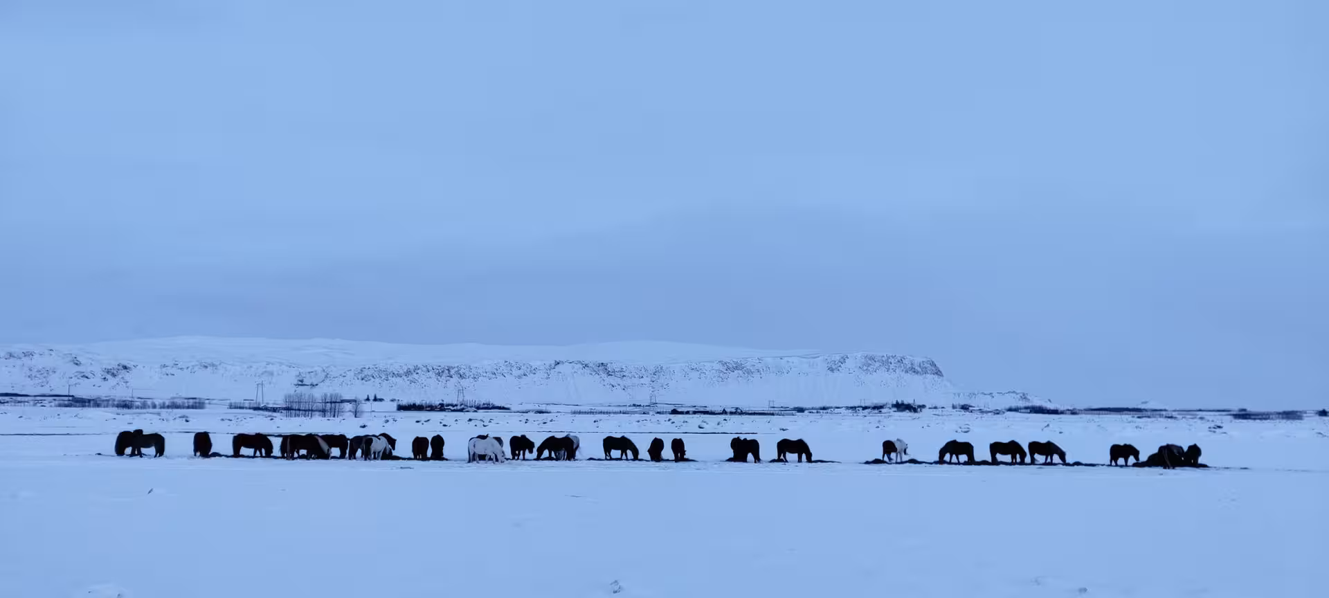 Herd of Icelandic horses grazing on a vast snow-covered countryside landscape under a moody winter sky
