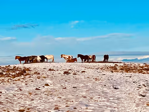 Herd of Icelandic horses standing on a snow-covered landscape under a bright blue sky