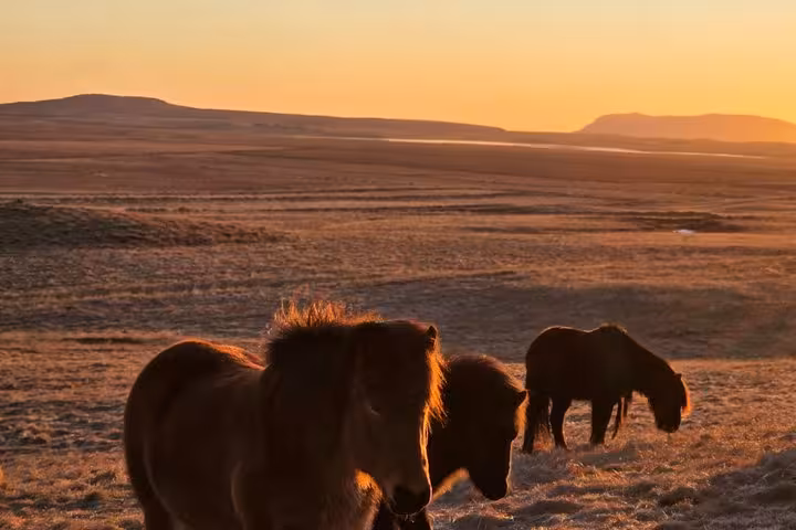 Icelandic horses grazing on the golden South Coast plains at sunset near Reykjavik