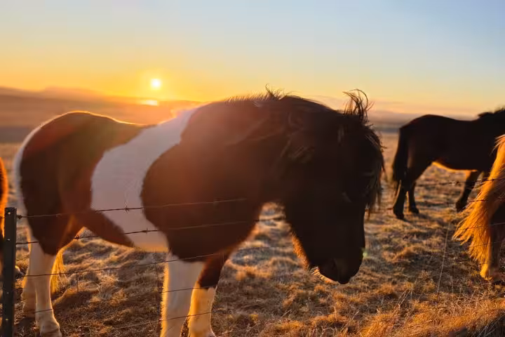 Icelandic horses grazing at golden sunset on Iceland's south coast near Reykjavik