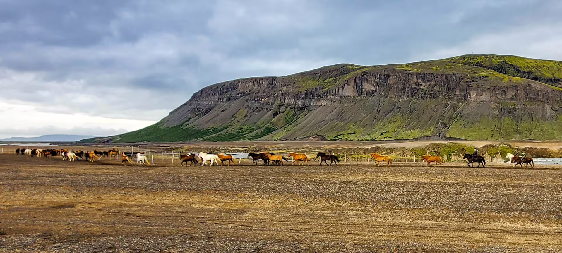 Icelandic Horses running in the highlands by the banks of Thjorsa with Burfell behind