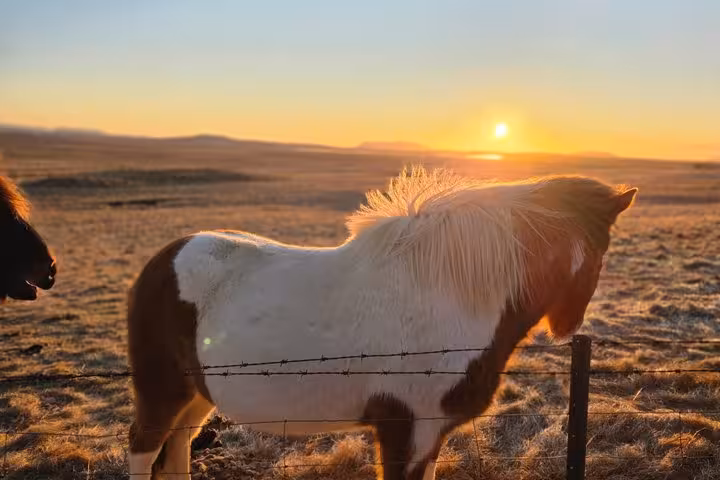 Icelandic pony standing by barbed wire fence at golden sunset on Iceland's south coast