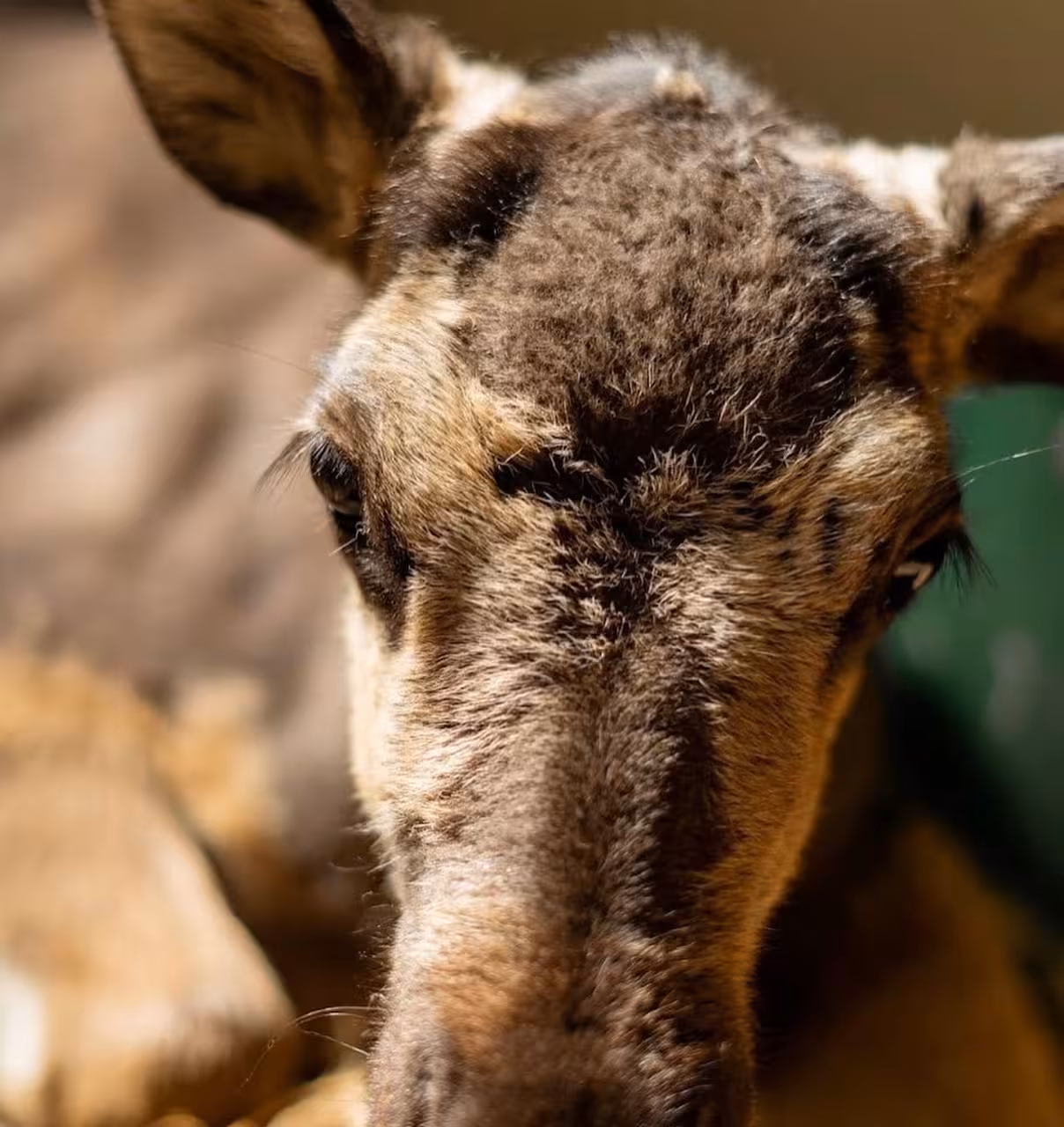Portrait close-up of an Icelandic reindeer at Reindeer Park Iceland, ideal for animal lovers and photo stops