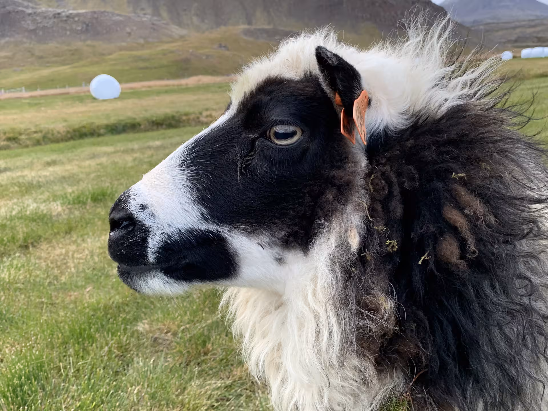 Black and white Icelandic sheep with orange ear tag on a green farm in West Iceland