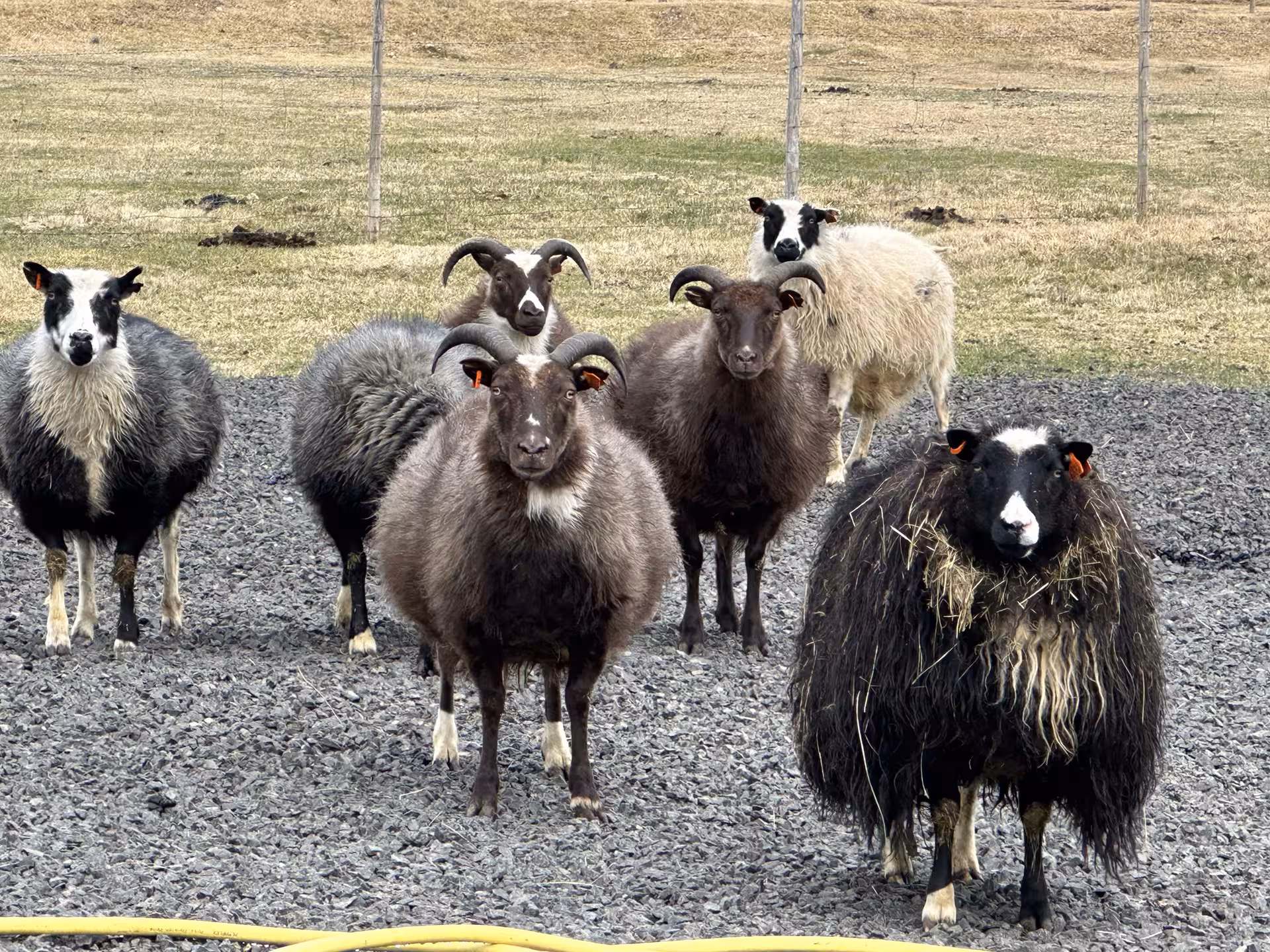 Flock of horned Icelandic sheep with colorful ear tags standing on gravel farmyard