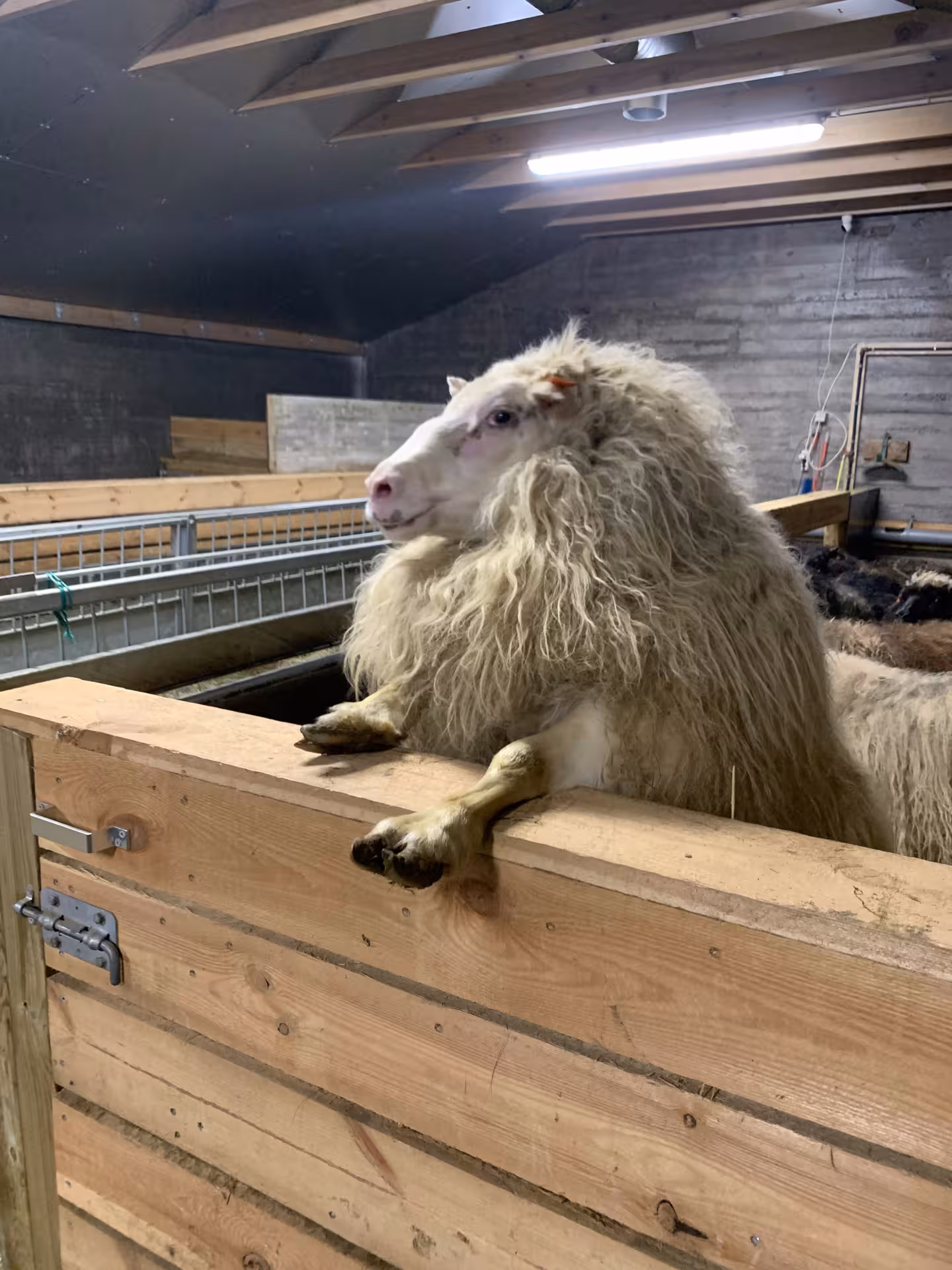 Fluffy Icelandic sheep resting front hooves on wooden barn pen during farm stay in Iceland