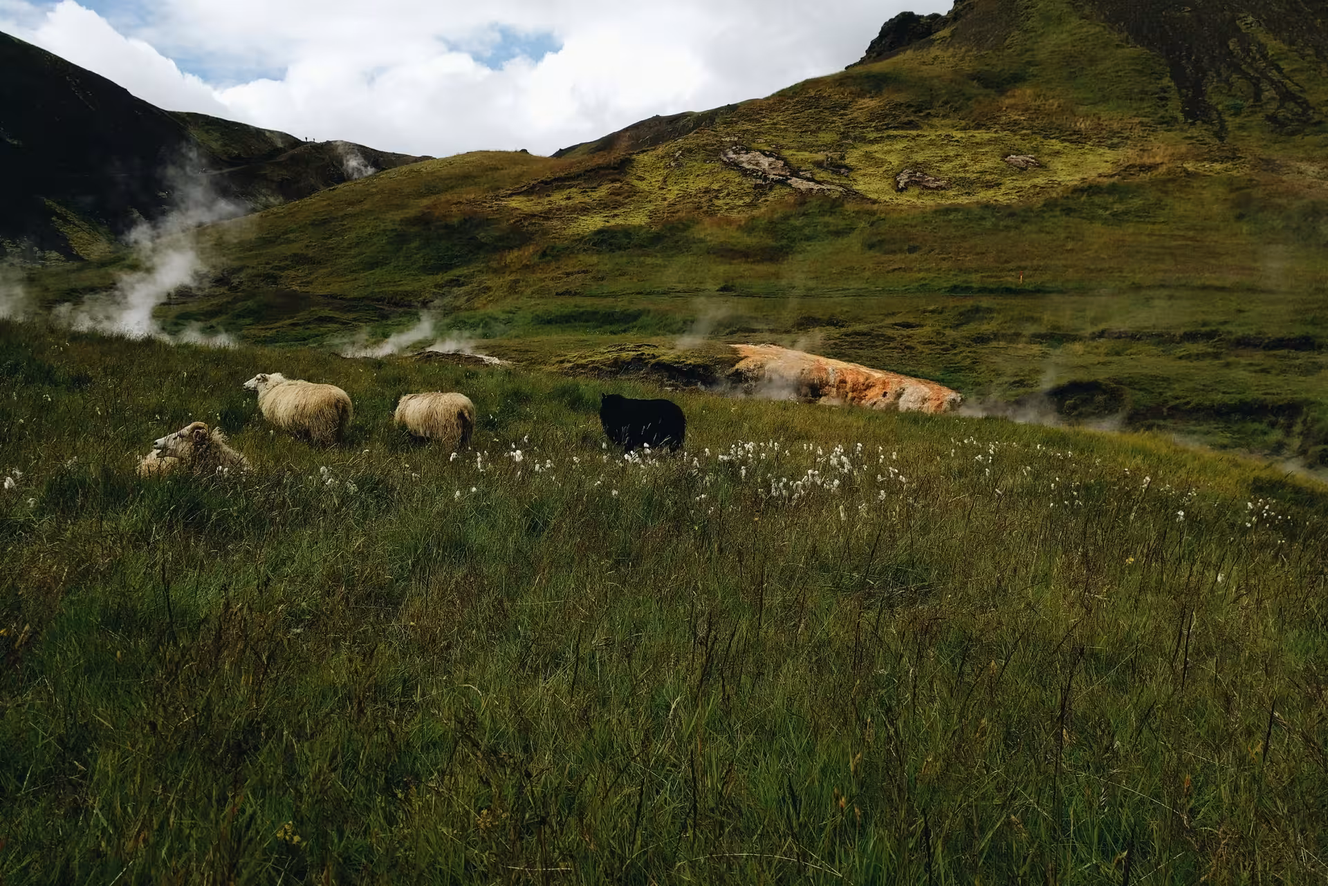 Icelandic sheep grazing by steaming geothermal vents on the Reykjadalur and Grændalur circle hike trail