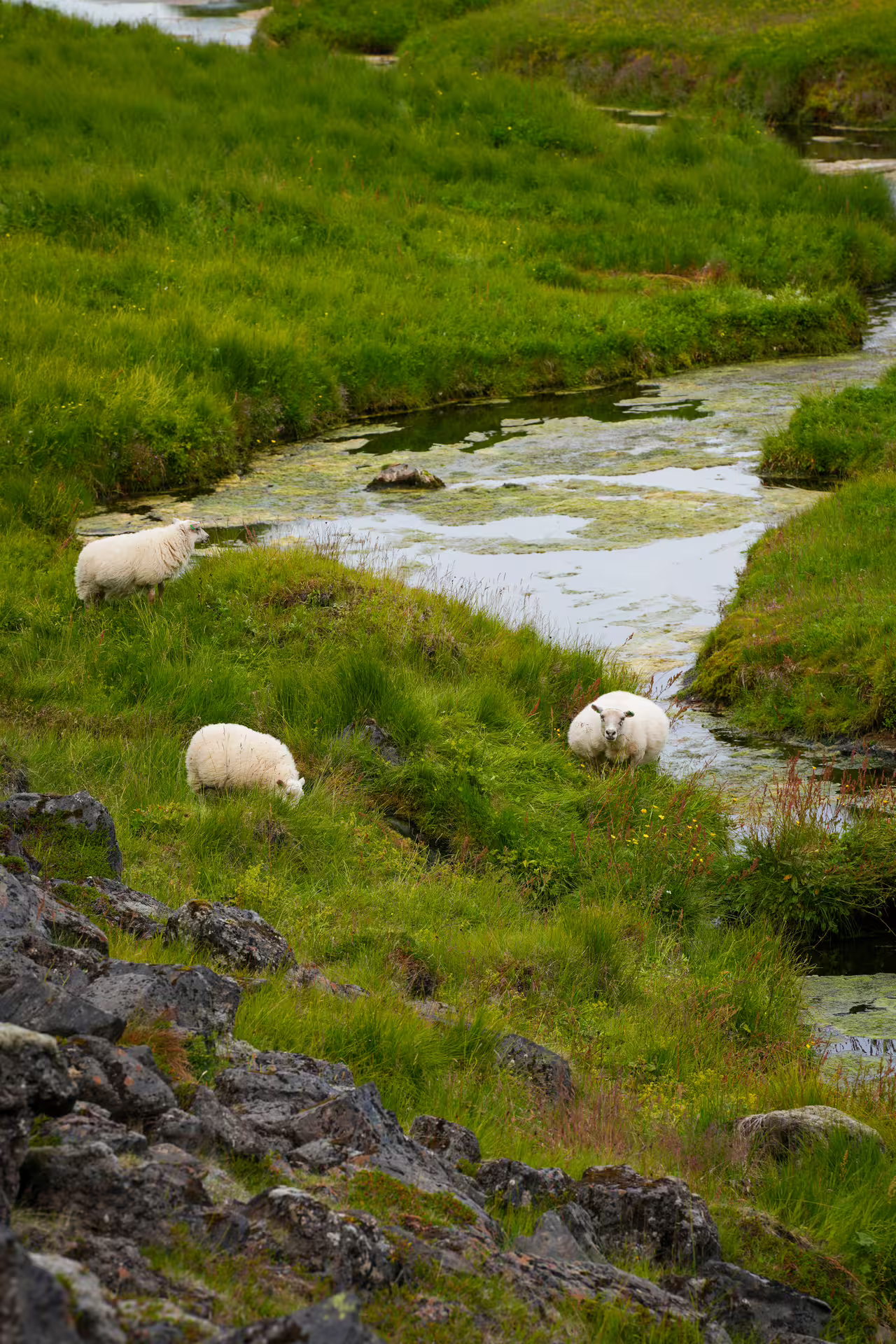 Three white Icelandic sheep grazing peacefully along a lush green highland stream on a Hidden Highlands tour.
