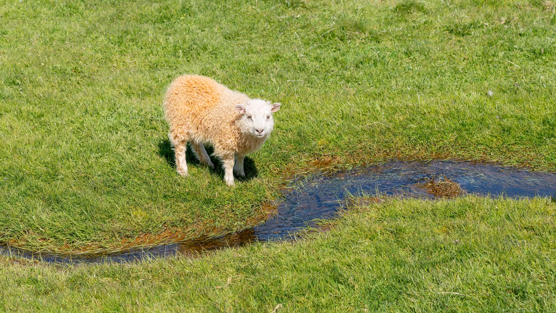 Icelandic sheep grazing by a stream on lush green grass, capturing the rural charm of South Iceland.
