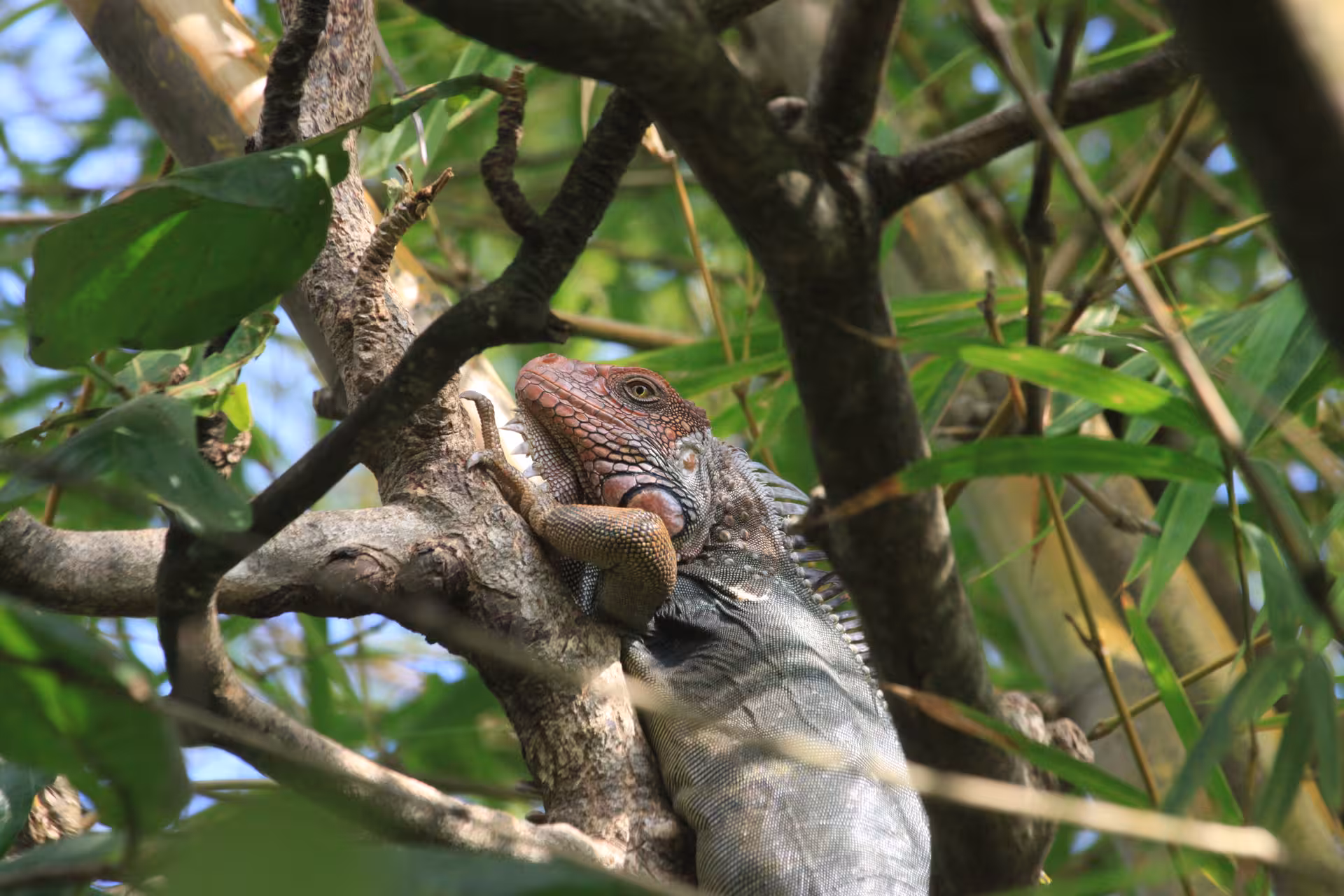 Colorful iguana perched on a tree branch in the lush mangroves of Manuel Antonio, perfect for wildlife enthusiasts.