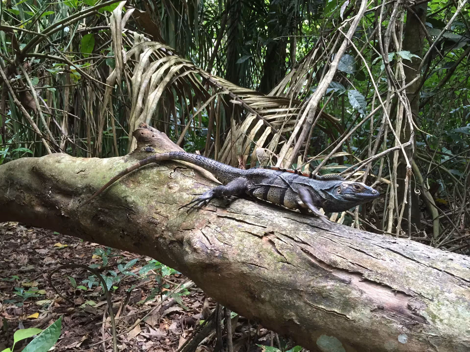 Iguana basking on a fallen log amid the dense rainforest of Hacienda Baru during a wildlife tour.