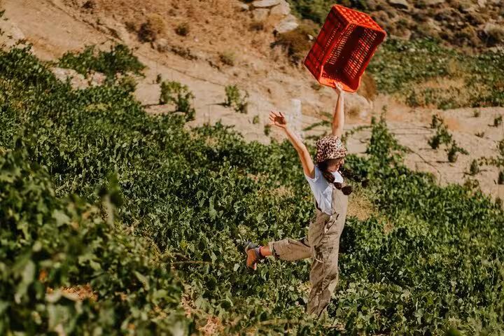 Happy traveler jumping among Ikaria vineyard terraces, holding a red grape crate during a family-run winery experience