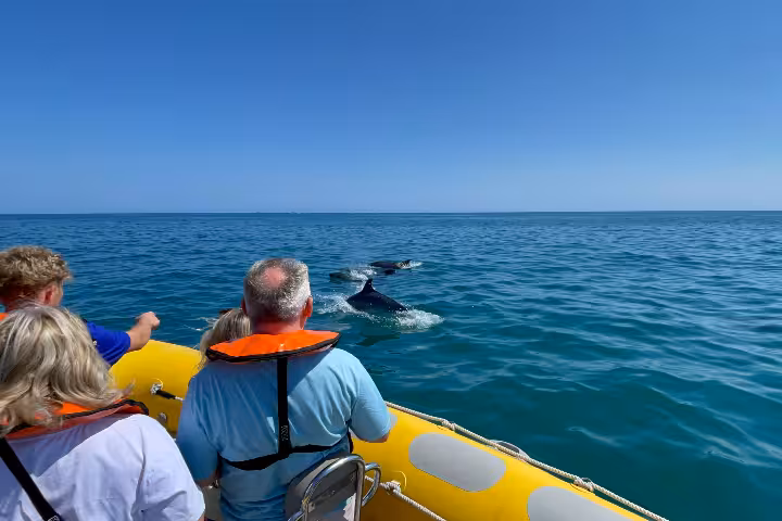 Tourists on a private Algarve boat tour spotting dolphins swimming in the clear blue Atlantic Ocean