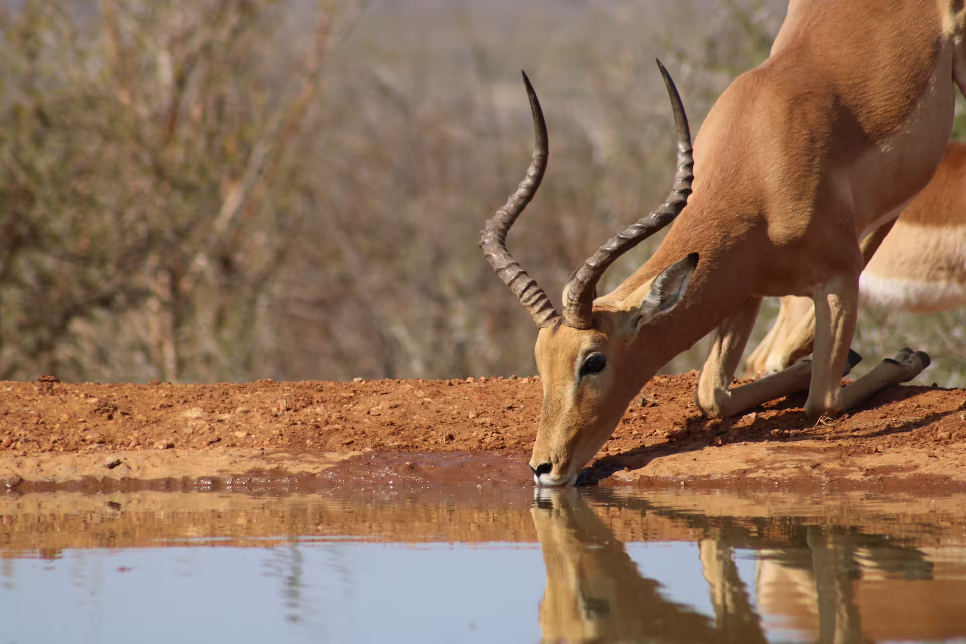 Impala drinking water at waterhole in Pilanesberg National Park