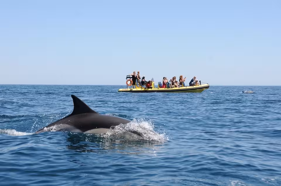 Close-up of dolphins swimming near a boat filled with tourists on the Insonia Caves & Dolphin Watching experience.