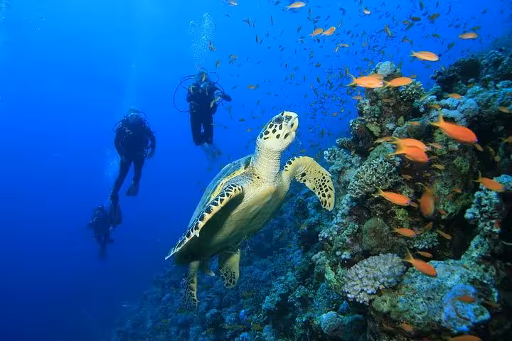 Intro diving beginners follow a guide near a coral reef as a sea turtle swims past colorful tropical fish