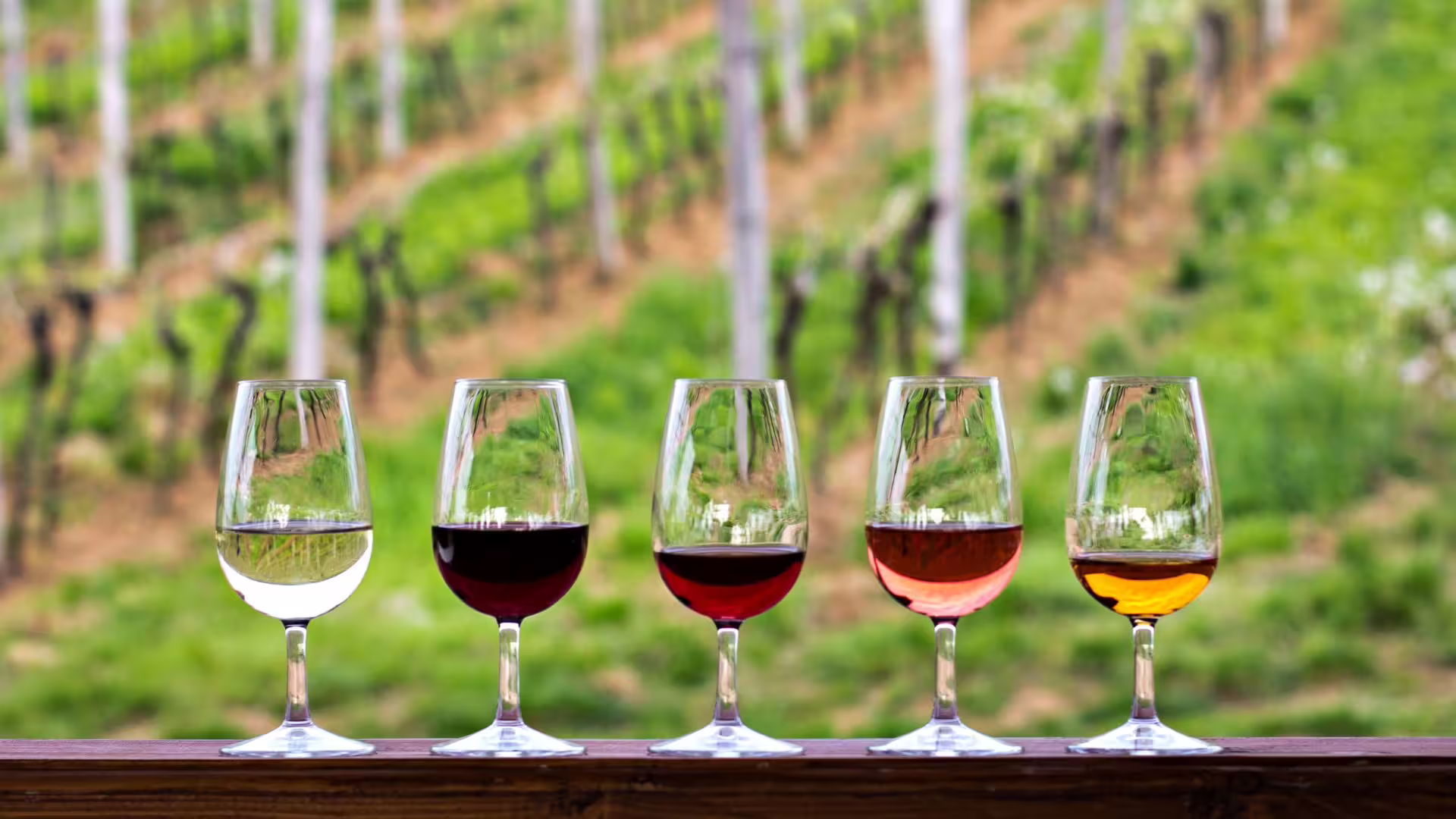 Row of Irpinia wine tasting glasses with white, red and rosé wines against a blurred vineyard backdrop in southern Italy