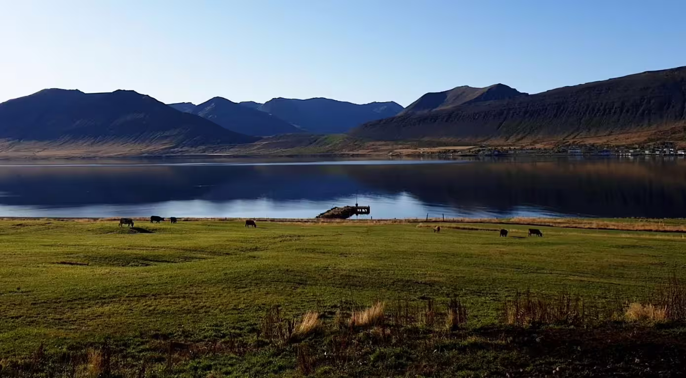 Cattle grazing by a calm fjord with dramatic mountains reflected in the water near Isafjordur, Iceland