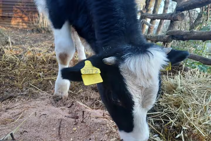 Black and white calf eating hay on an Italian farm tour, part of cheese making and pizza experience with tastings