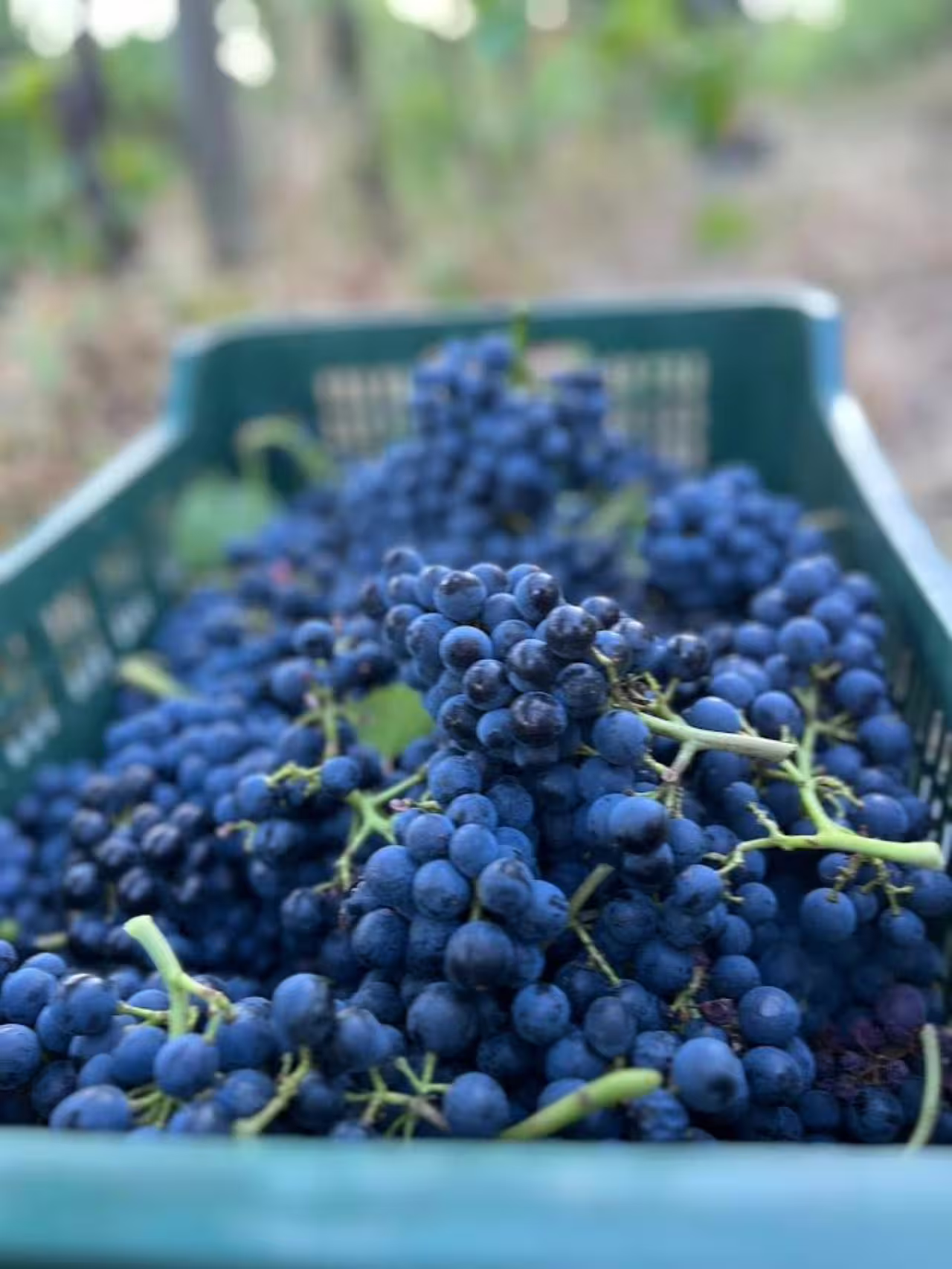 Freshly harvested red wine grapes in a crate at Tenuta La Viola, part of the 6 Italian wine tastings