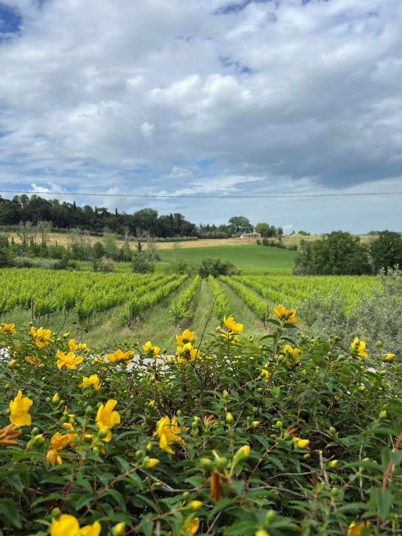 Picturesque vineyard landscape with blooming yellow flowers at Tenuta La Viola, ideal for wine tasting experiences.