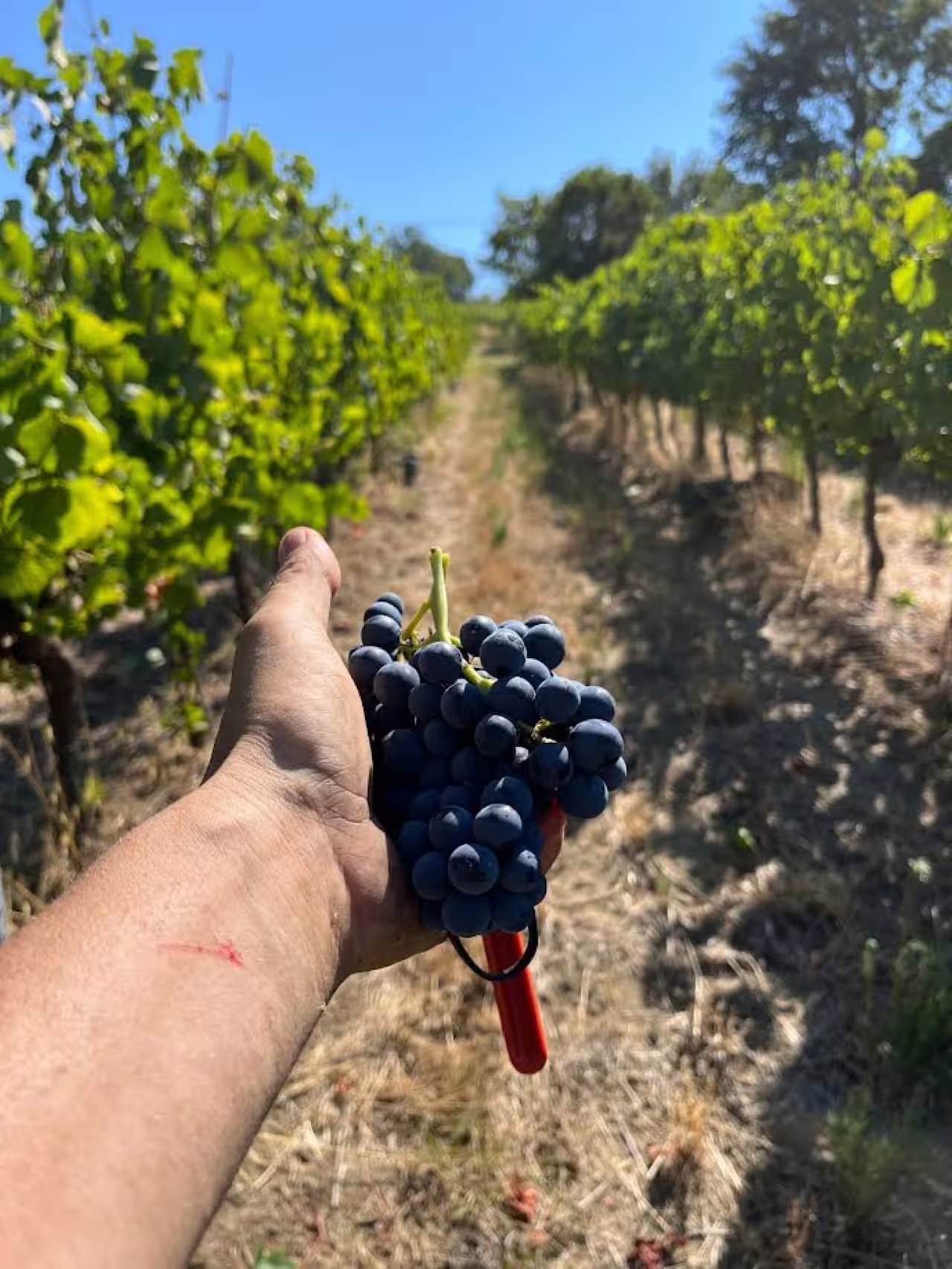 Hand holding ripe red wine grapes in Tenuta La Viola vineyard, previewing Discover Italian Wines tastings