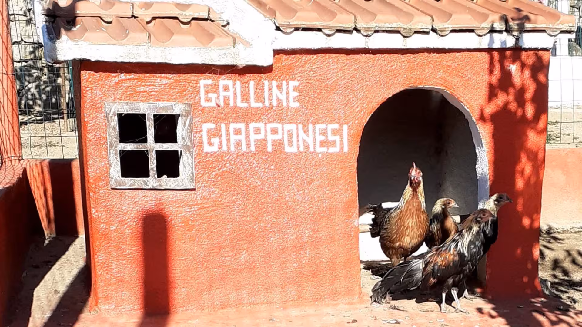 Japanese chickens outside vibrant red coop at Burgos farm visit with tasting experience.