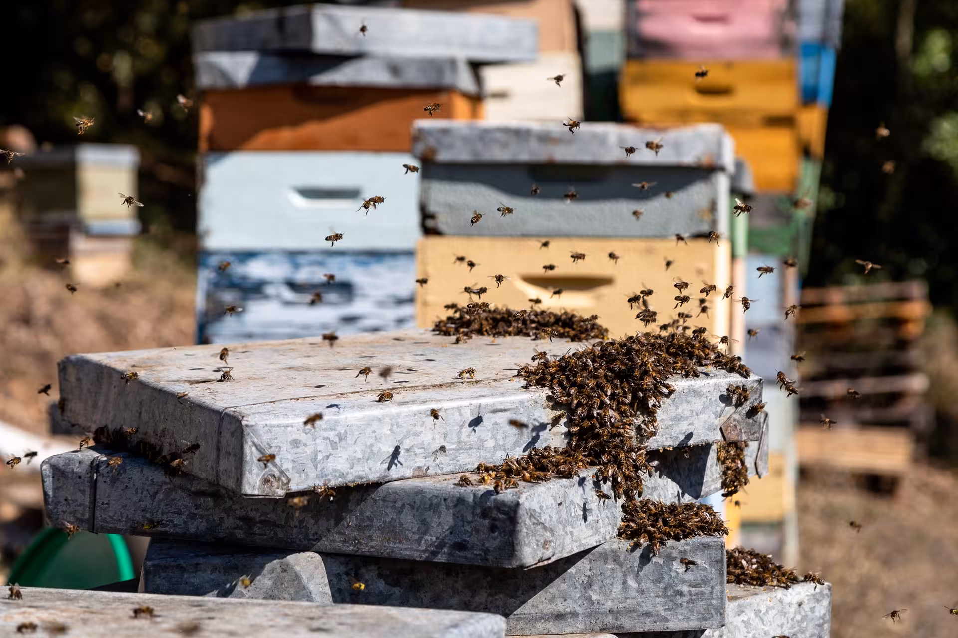 Jeep safari stop at a working apiary with bees swarming around colorful wooden hives in the Cretan countryside