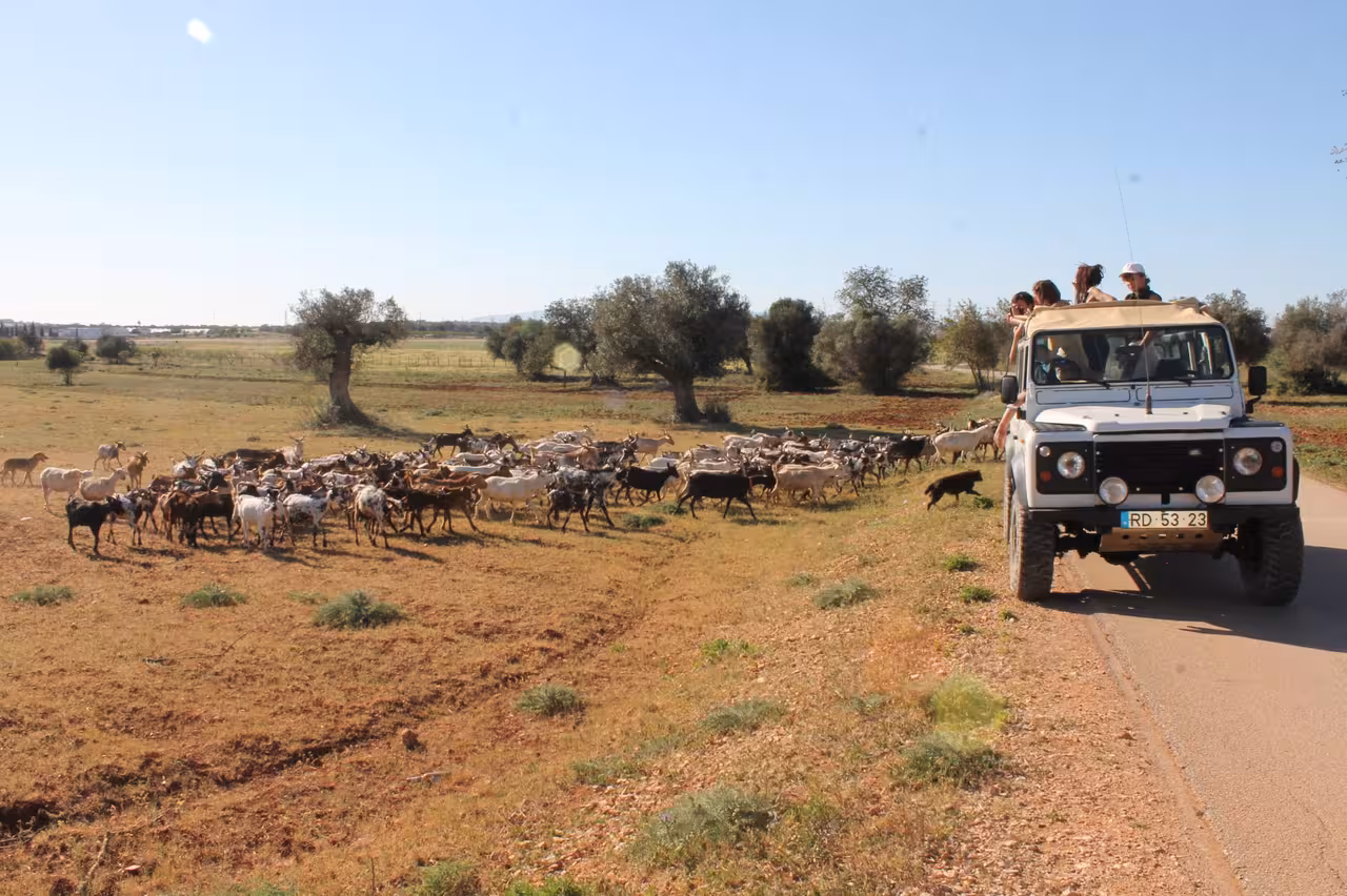 Jeep safari coast tour near Benagil as an open-top 4x4 passes goats in the Algarve countryside