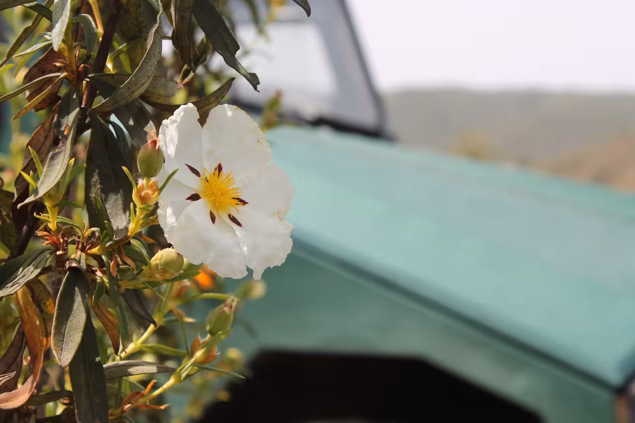 White Algarve wildflower close-up beside a 4x4 Jeep, a scenic stop on the Benagil cliffs coast tour