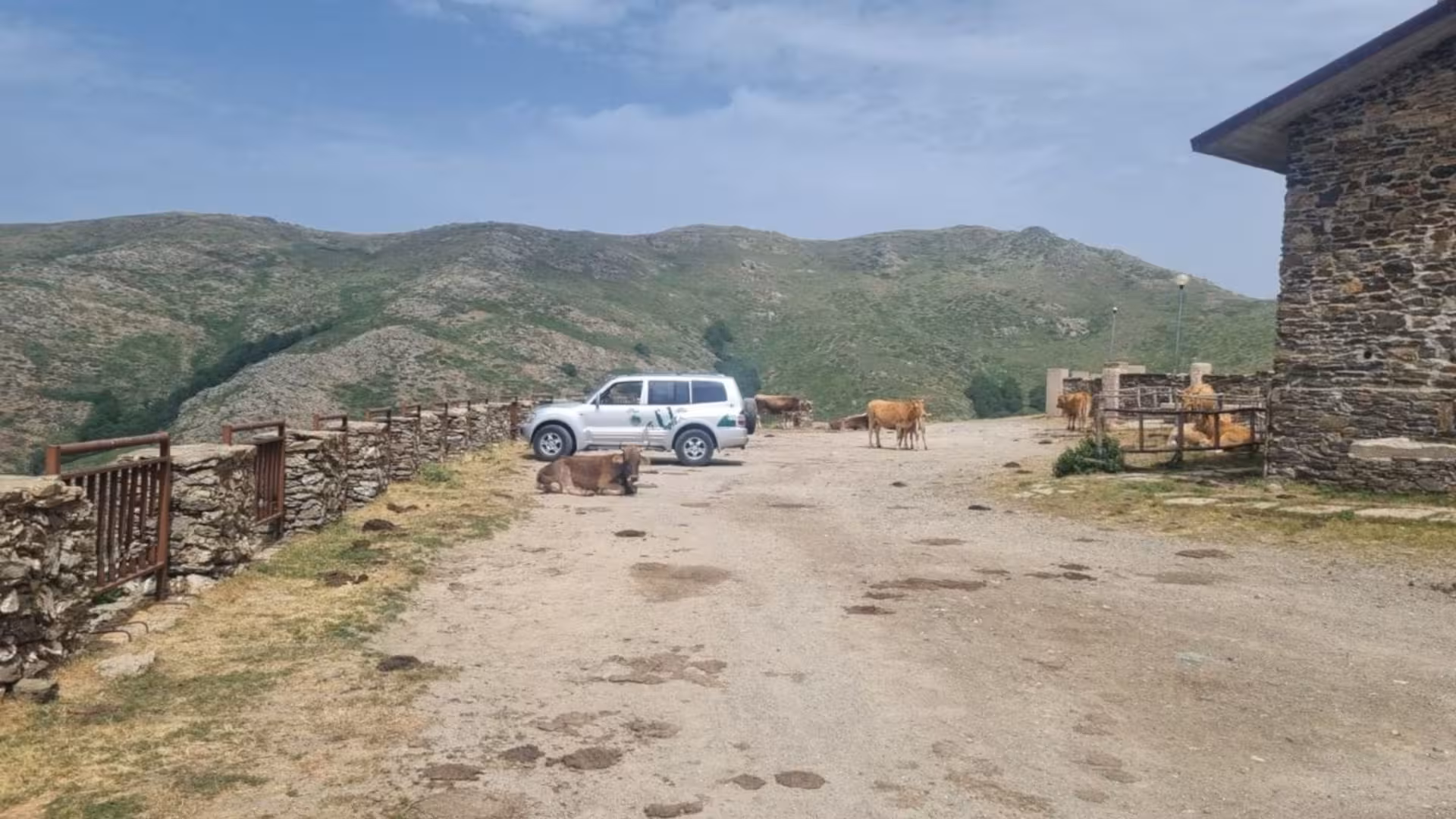 Scenic view of a jeep parked near grazing cows in the mountainous Barbagia landscape.
