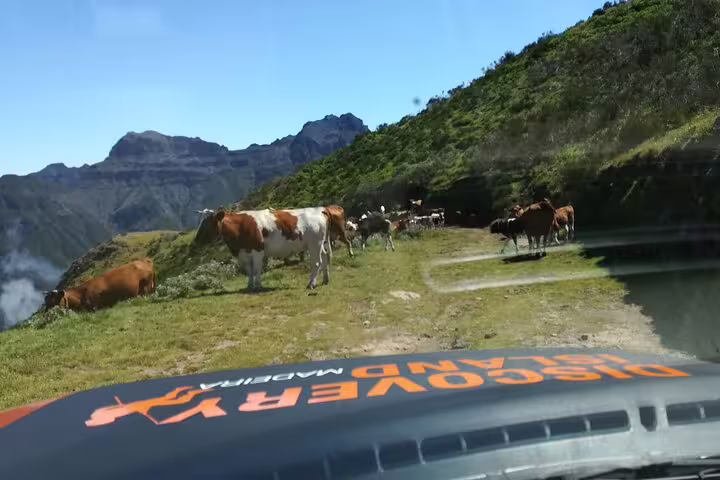 Jeep tour in Câmara de Lobos encountering grazing cows amidst the stunning Madeira mountain scenery.