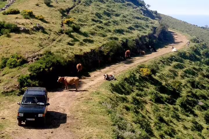 Off-road Jeep navigates rustic path alongside grazing cows on a scenic Câmara de Lobos tour adventure.